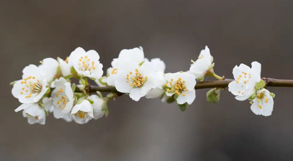 Mirabelle (Prunus) Countess 12L
