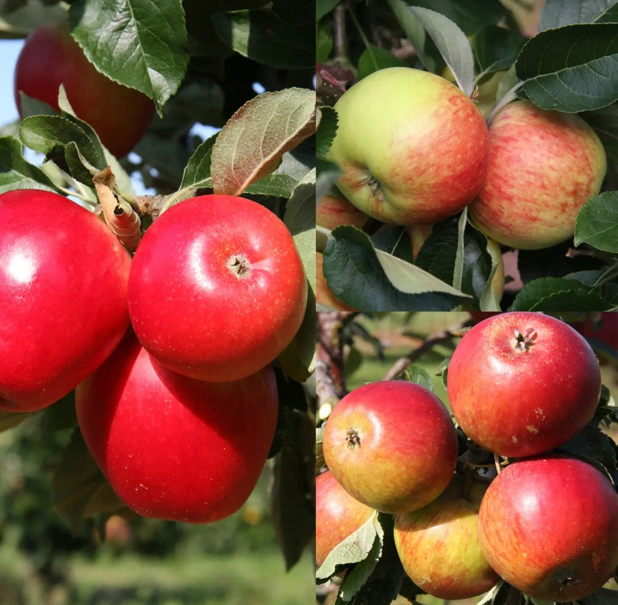 Apple (Malus) Cox SF/James Grieve/Katy (Family)