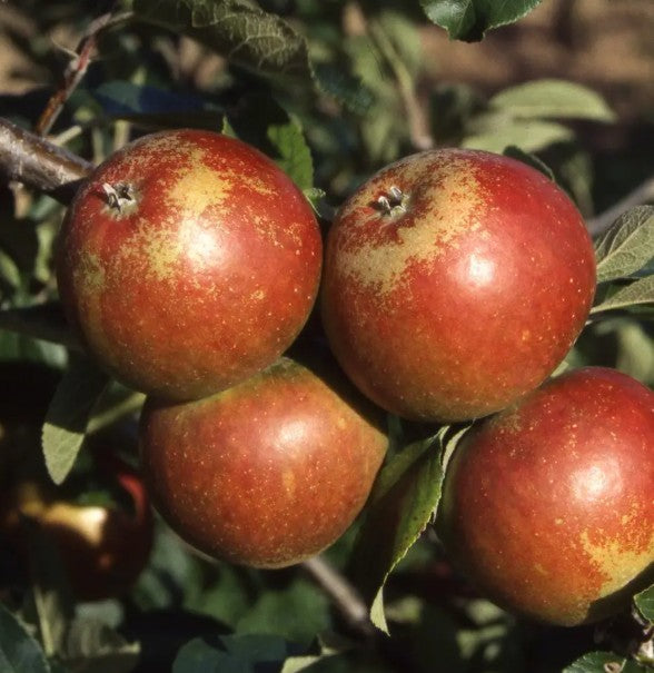Apple (Malus) Cox Self Fertile M27