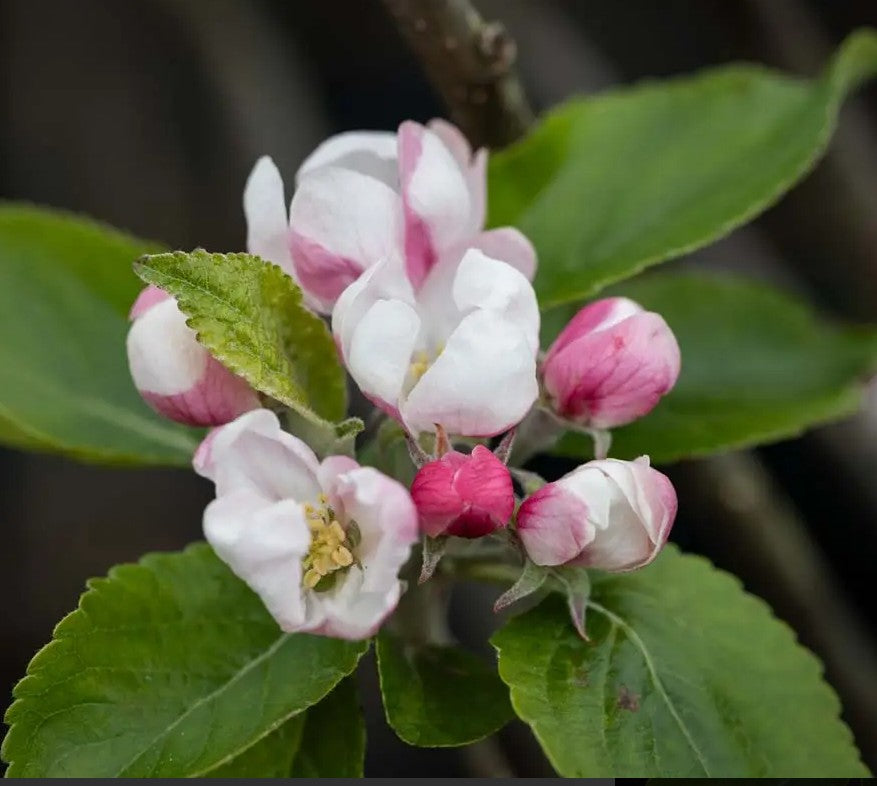 Apple (Malus) Cox Self Fertile M26