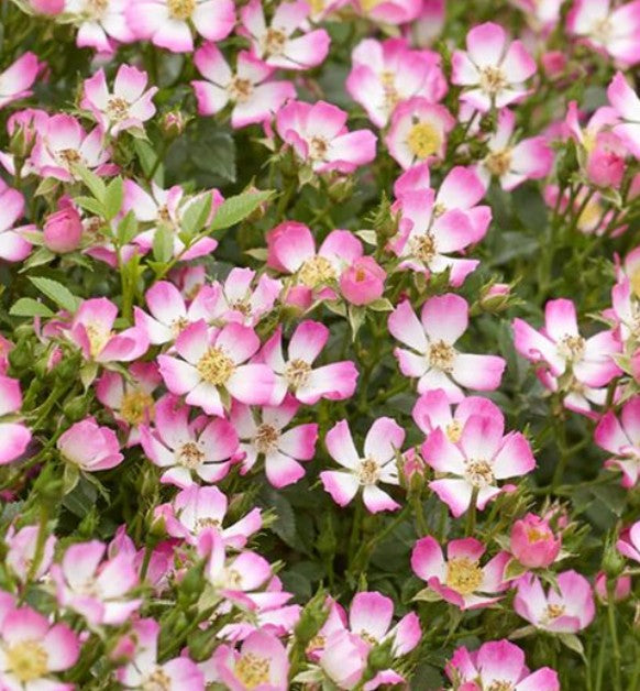 Rosa 'Cutie Pie' 2ltr