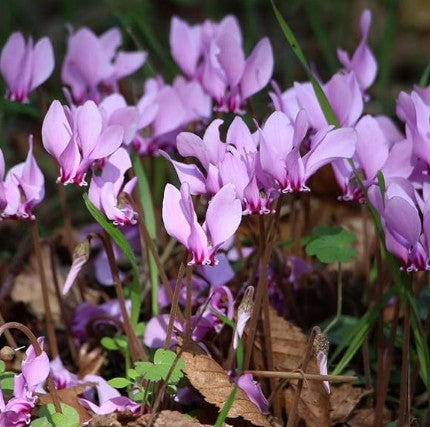 Taylors Bulbs Cyclamen hederifolium (1)