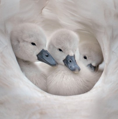 Cygnets Eco-Card