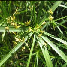 Cyperus alternifolius 1ltr