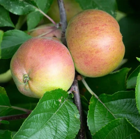 Apple (Malus) Dabinett (Cider) Half Standard MM106