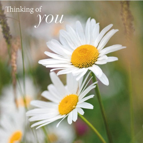 Daisies Eco-Card