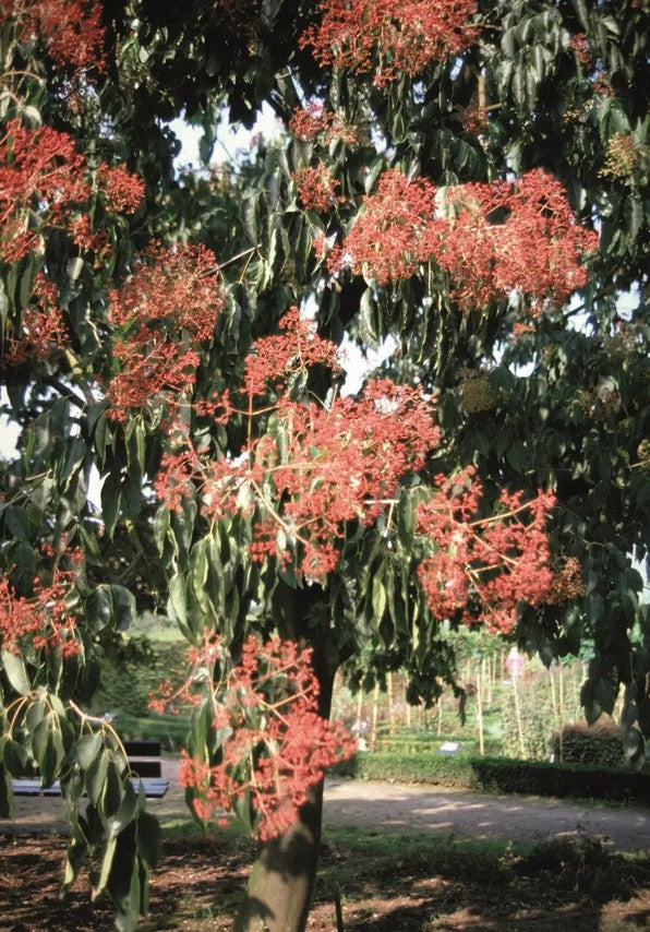 Tetradium Daniellii 12L