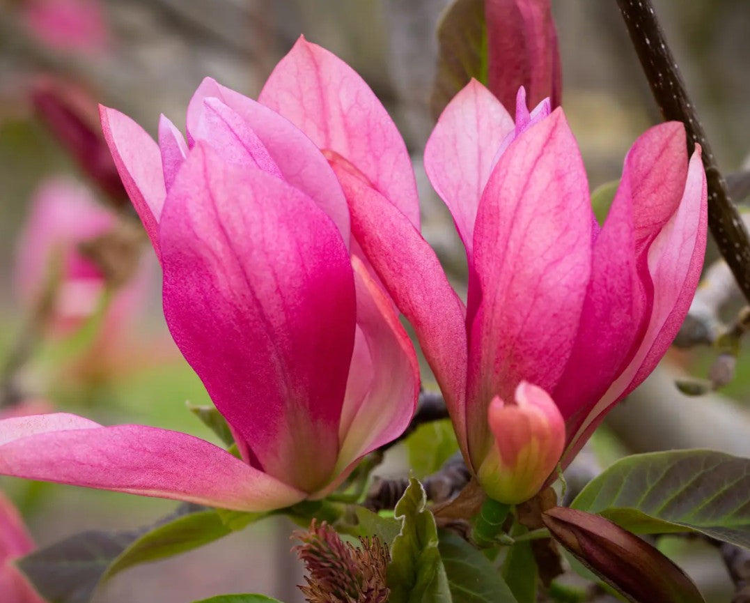 Magnolia Daybreak (Rose Pink) — 12L Container