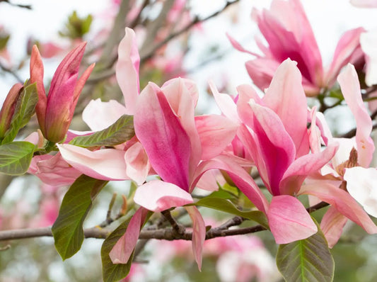 Magnolia Daybreak (Rose Pink) — 12L Container