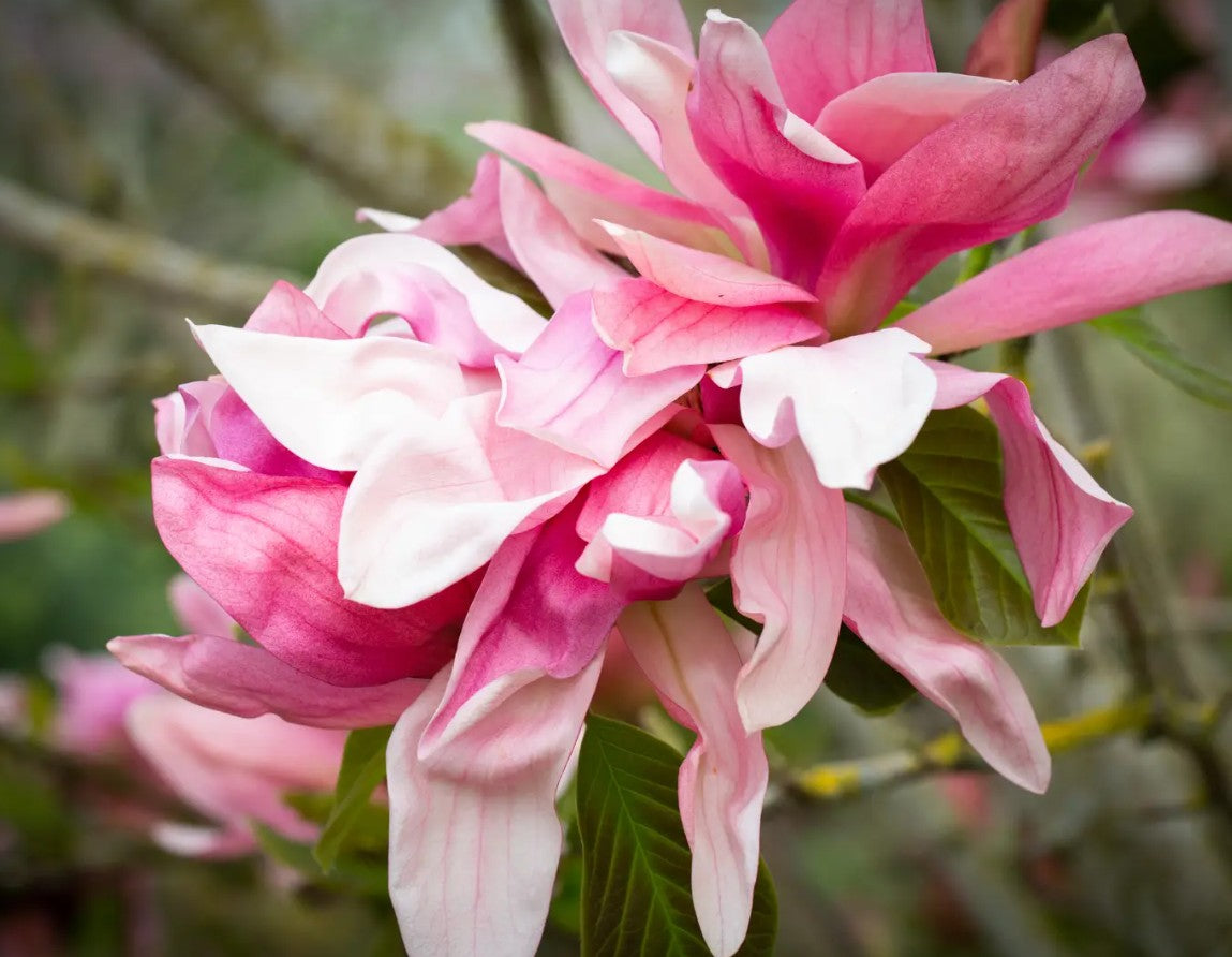 Magnolia Daybreak (Rose Pink) — 12L Container
