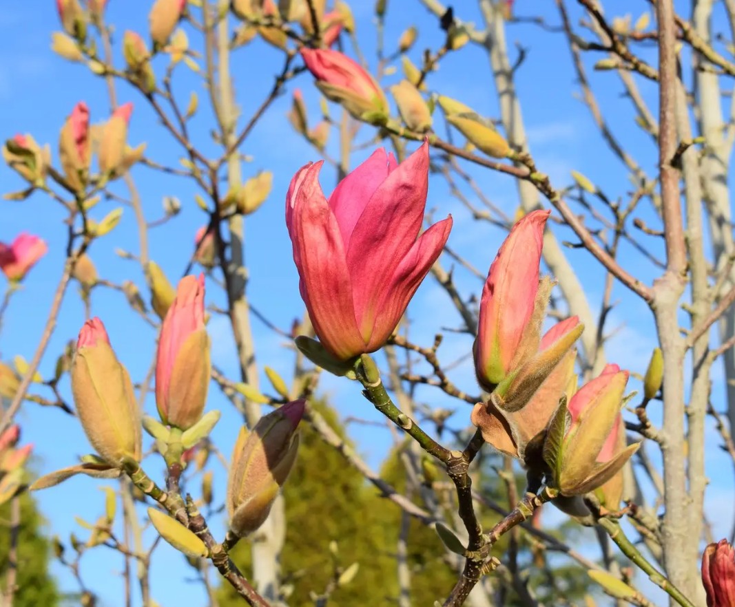 Magnolia Daybreak (Rose Pink) — 12L Container