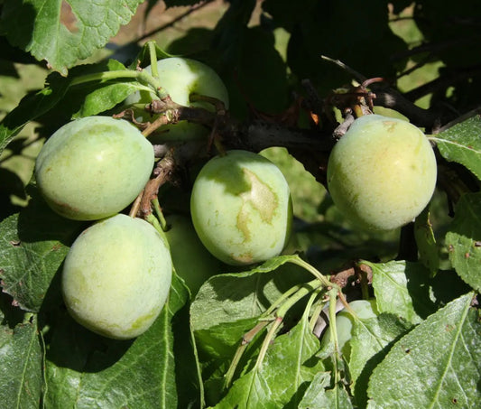Gage (Prunus) Denniston's Superb