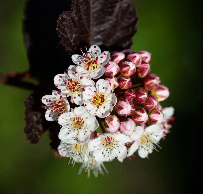 Physocarpus opu Diablo — 12L Container