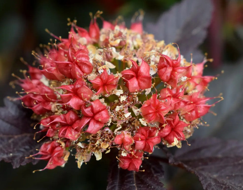 Physocarpus opu Diablo — 12L Container