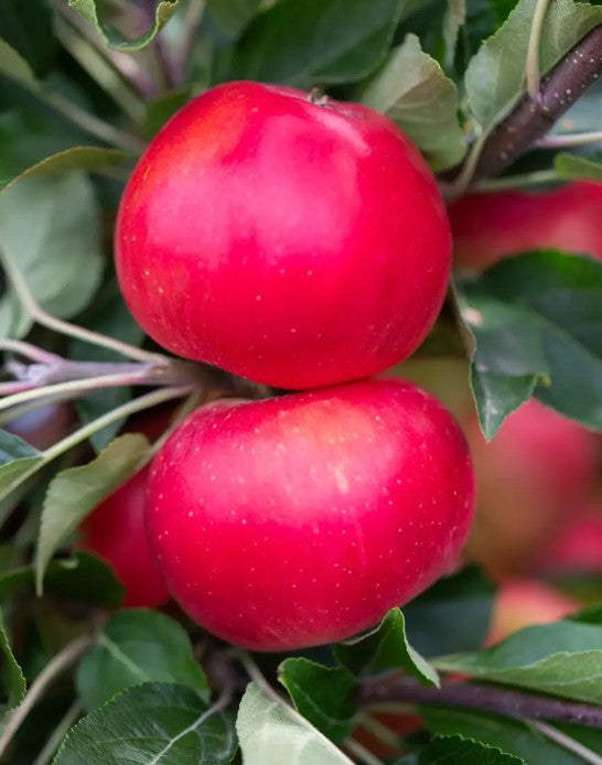 Apple (Malus) Discovery M27