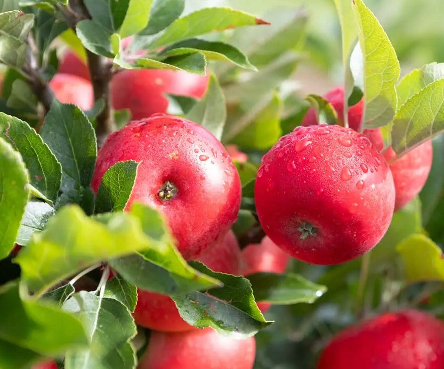 Apple (Malus) Discovery Half Standard MM106