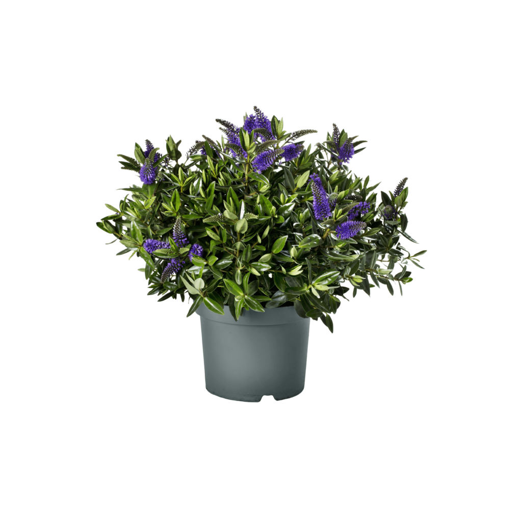 Hebe Addenda Donna Britta P15 compact evergreen shrub with glossy foliage and pink-lilac blooms at Pengelly GC Cornwall