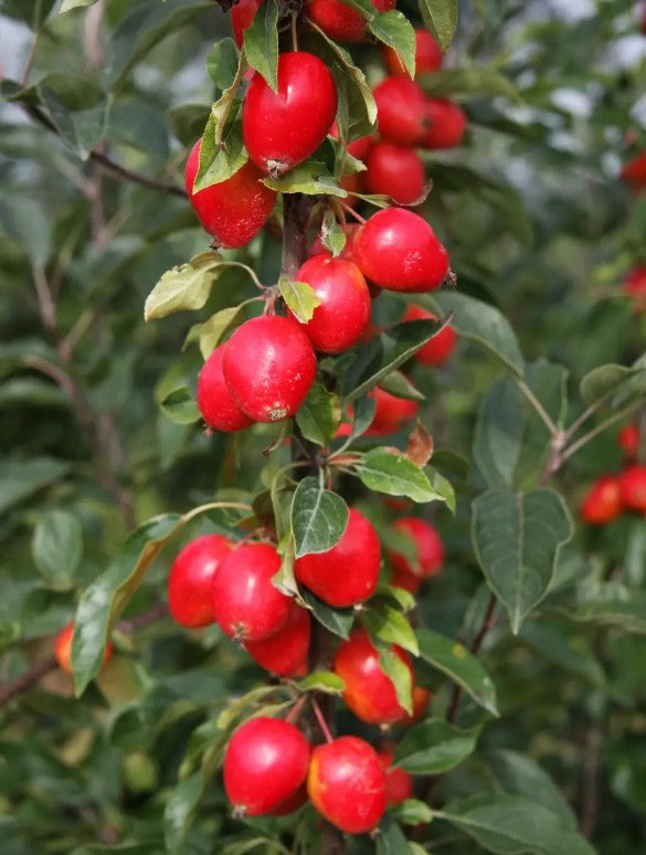 Malus John Downie — 12L Container