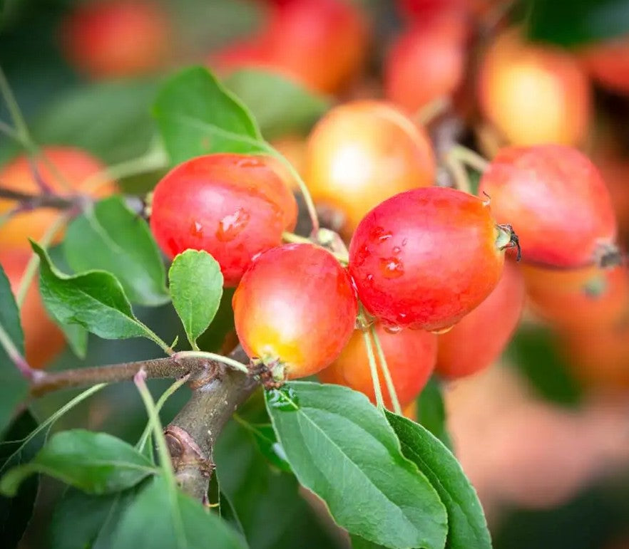Malus John Downie — 12L Container