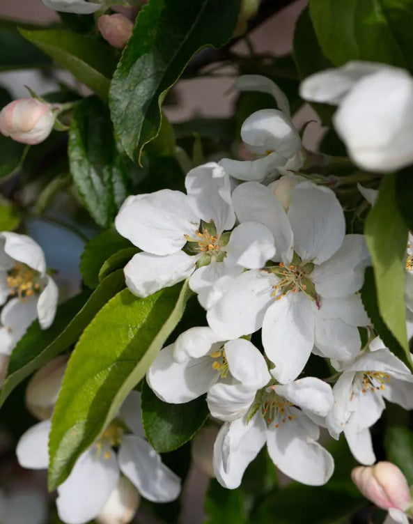 Malus John Downie — 12L Container