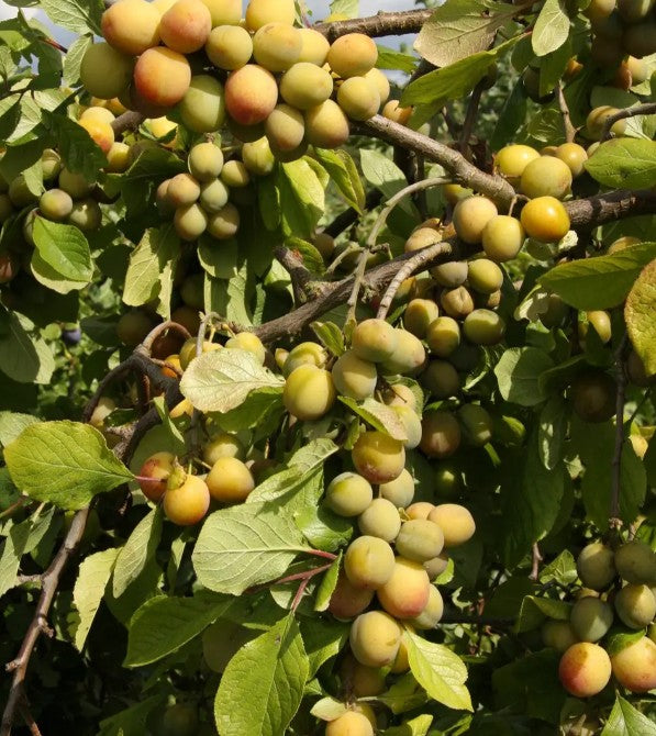 Plum (Prunus) Warwickshire Drooper 12L