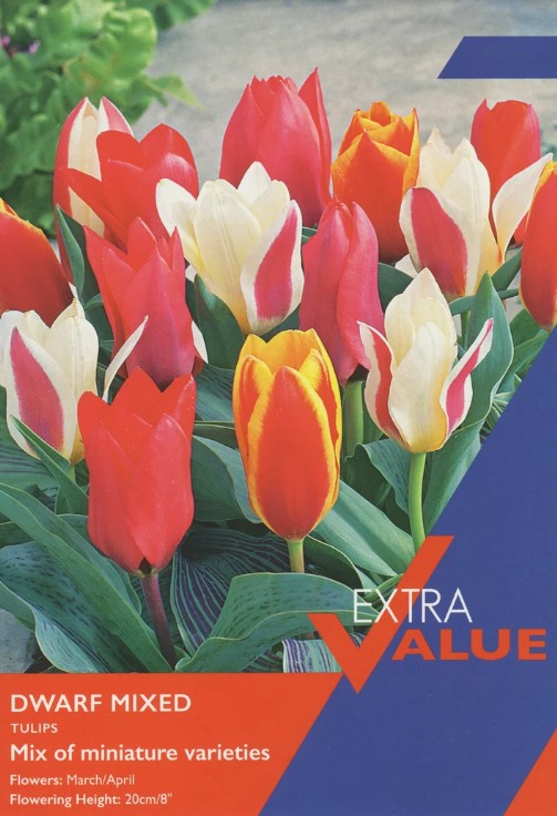 Taylors Bulbs Tulips `Dwarf Mixed` (12)