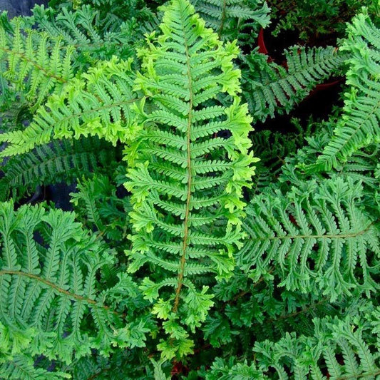 Dryopteris affinis 'Cristata The King' 13cm