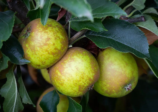 Apple (Malus) Egremont Russet Half Standard MM106