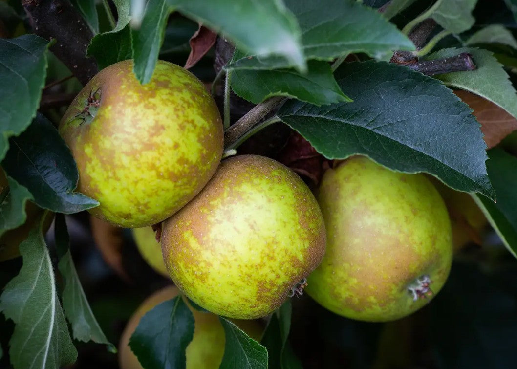 Apple (Malus) Egremont Russet M27