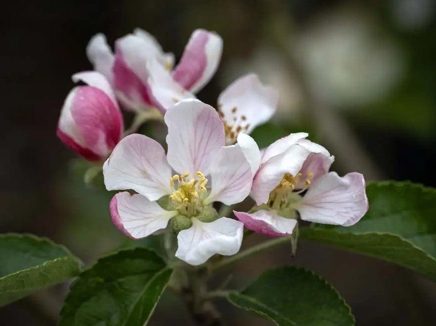 Apple (Malus) Egremont Russet M26