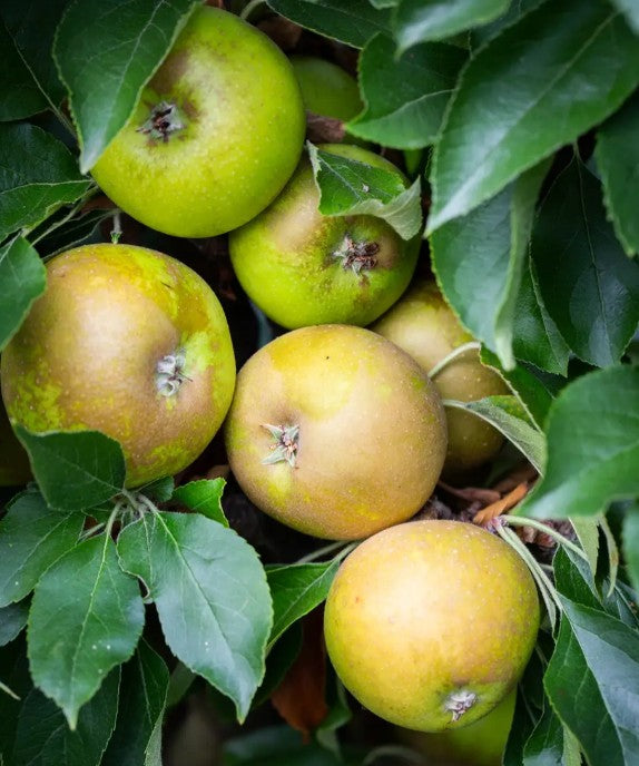 Apple (Malus) Egremont Russet Half Standard MM106