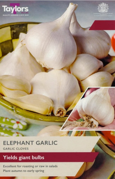 Taylors Bulbs 'Elephant Garlic' (2 cloves)
