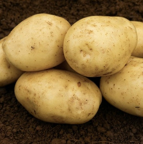 Seed Potato Elfe 2kg Pack