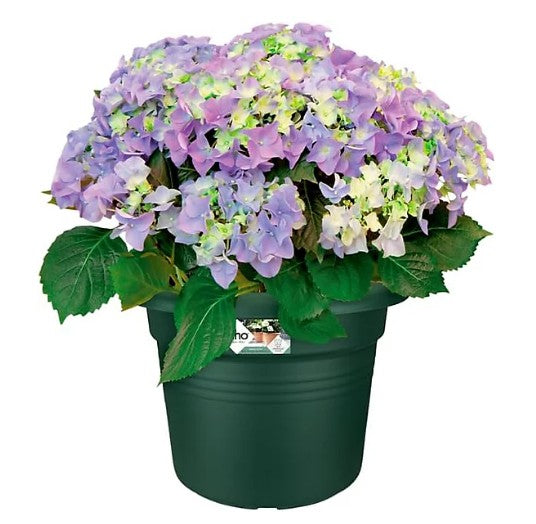 Elho Green Basics Cylinder 30cm Leaf Green