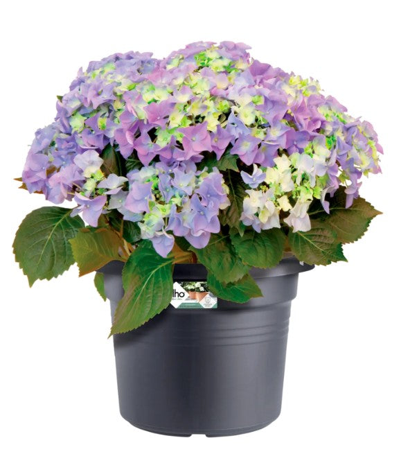 Elho Green Basics Cylinder 30cm Living Black