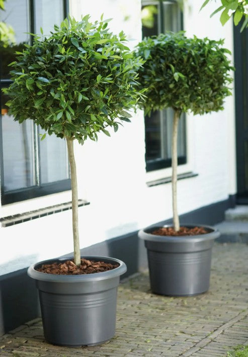 Elho Green Basics Cylinder 45cm Living Black