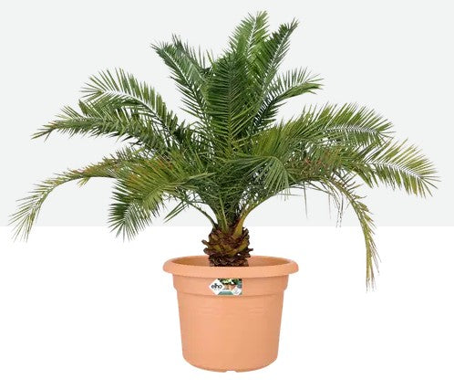 Elho Green Basics Cylinder 80cm Mild Terracotta