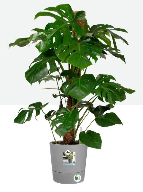 Elho Greensense Aqua Care Round 30cm Light Concrete