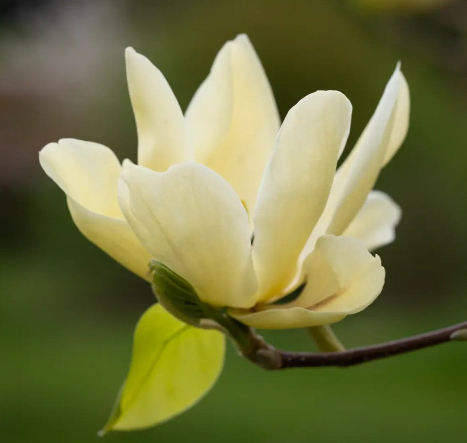 Magnolia Elizabeth (Yellow) — 12L Container