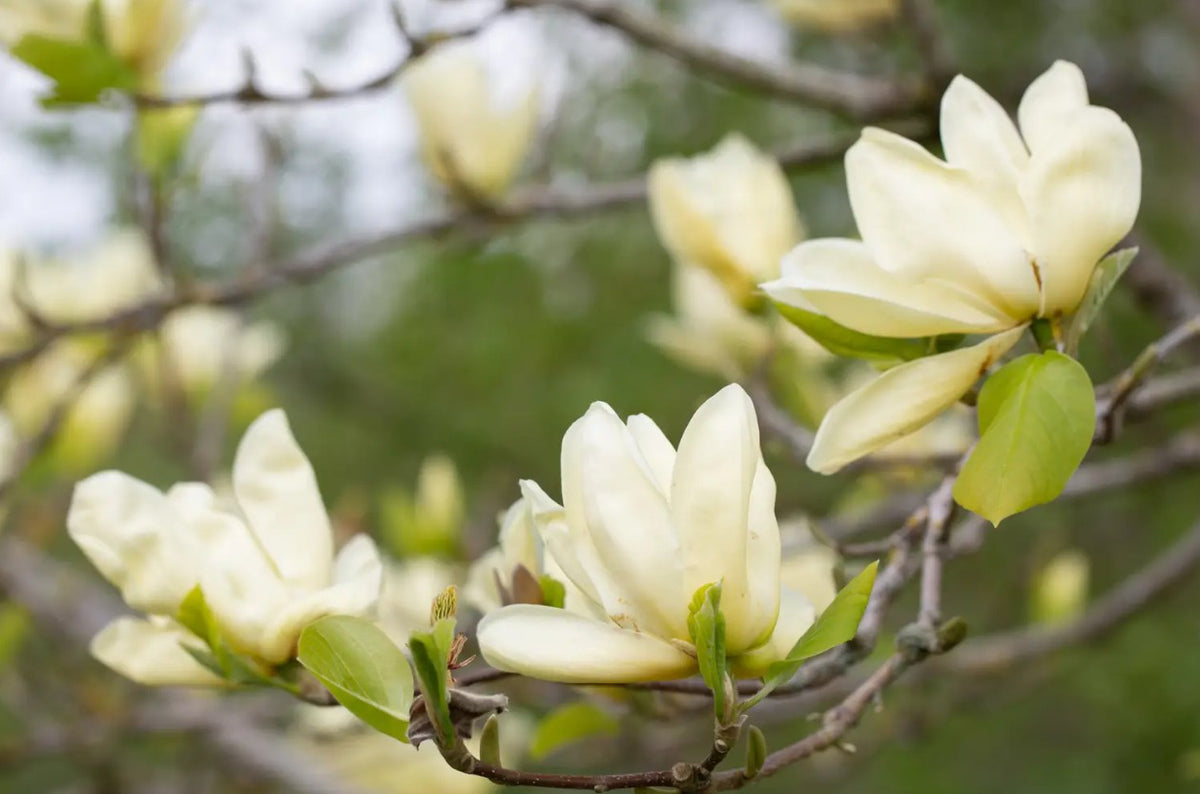 Magnolia Elizabeth (Yellow) — 12L Container