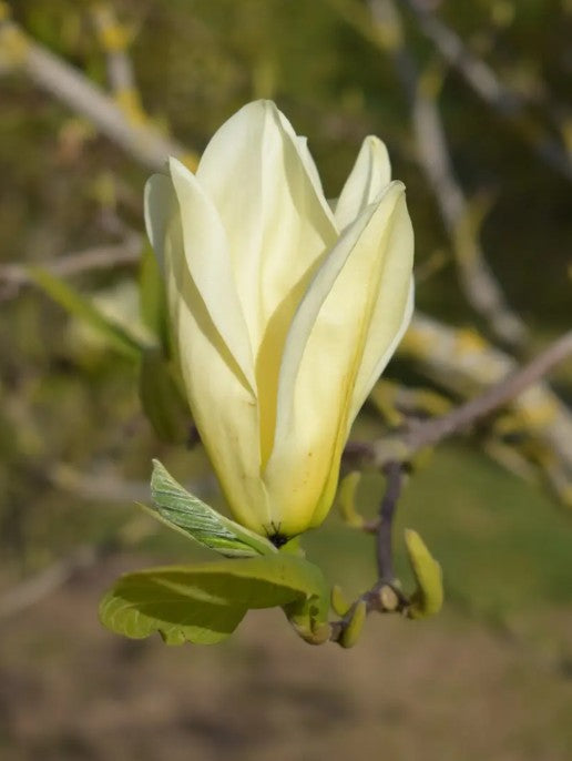 Magnolia Elizabeth (Yellow) — 12L Container