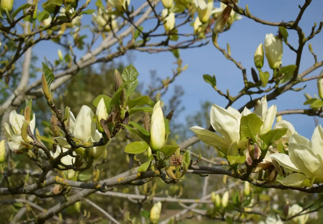 Magnolia Elizabeth (Yellow) — 12L Container