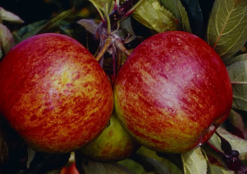 Apple (Malus) Ellison's Orange MM106