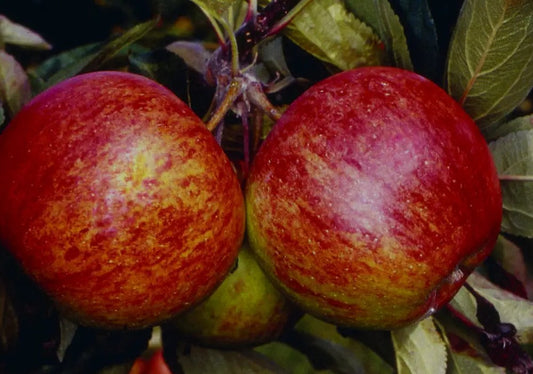Apple (Malus) Ellison's Orange MM106