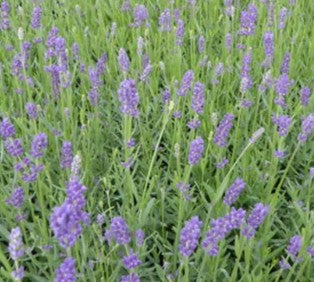Lavandula angustifolia 'Essence Purple' 26cm