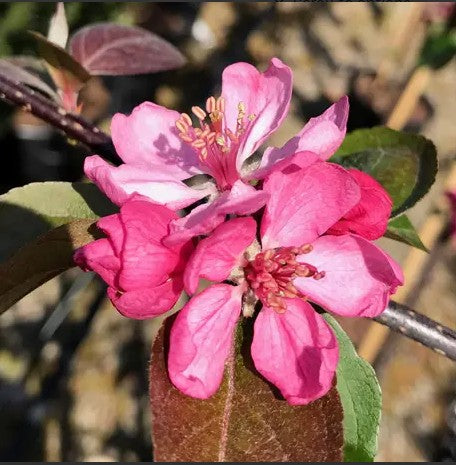 Malus ioe Purpurea EVELYN — 12L Container