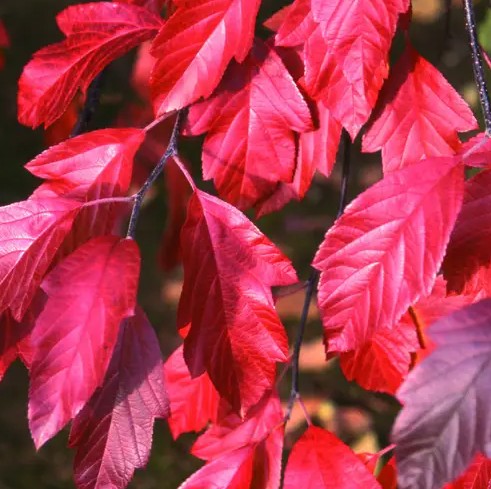 Malus ioe Purpurea EVELYN — 12L Container