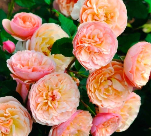 Rosa 'Evelyn Wilde'