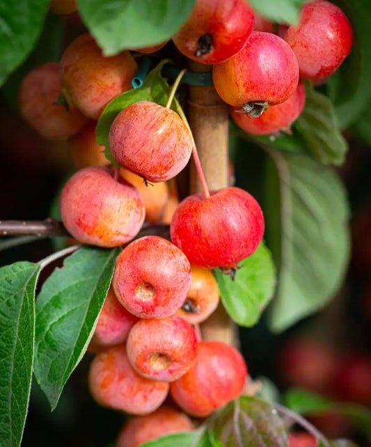 Malus Evereste — 12L Container