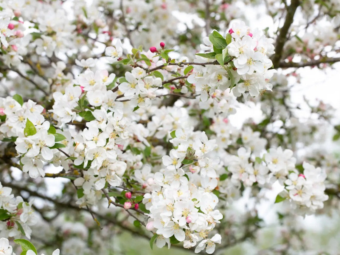 Malus Evereste — 12L Container